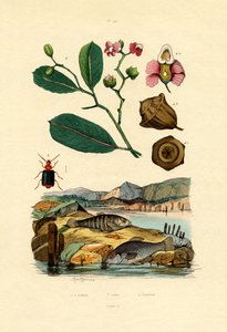 Cyprinodontiformes - French School